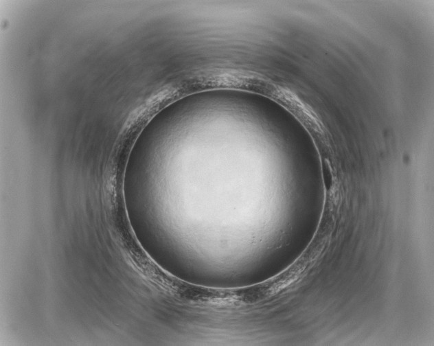 X0000087530306200705041244