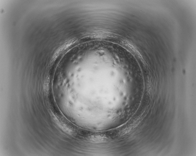 X0000087530586200705041240