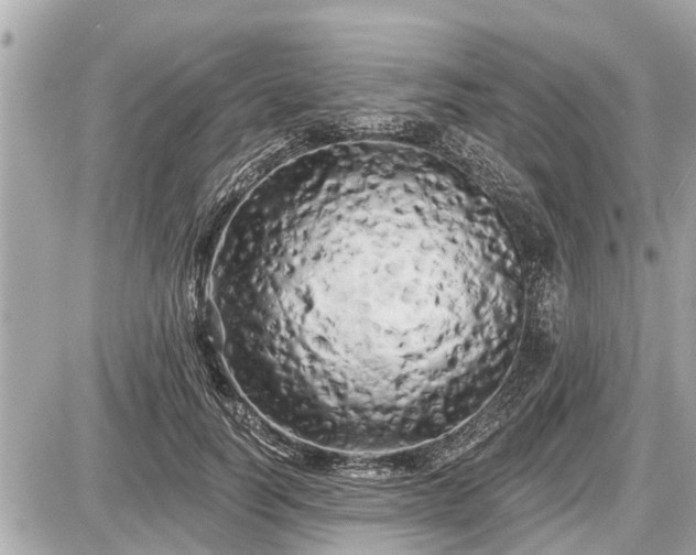X0000087530746200705041237