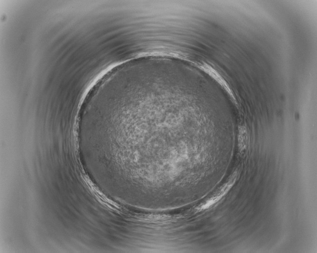 X0000087531068200705041232
