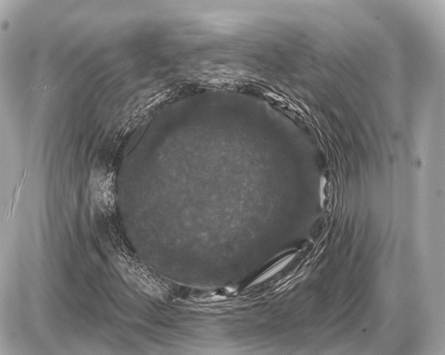 X0000087531156200705041230