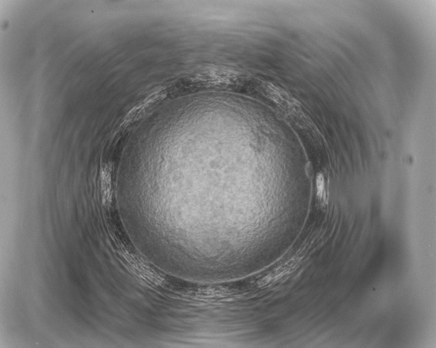 X0000087531203200705041229