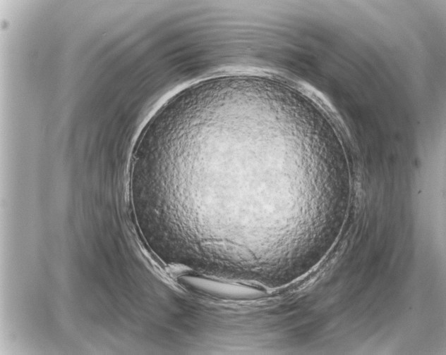 X0000087531236200705041229