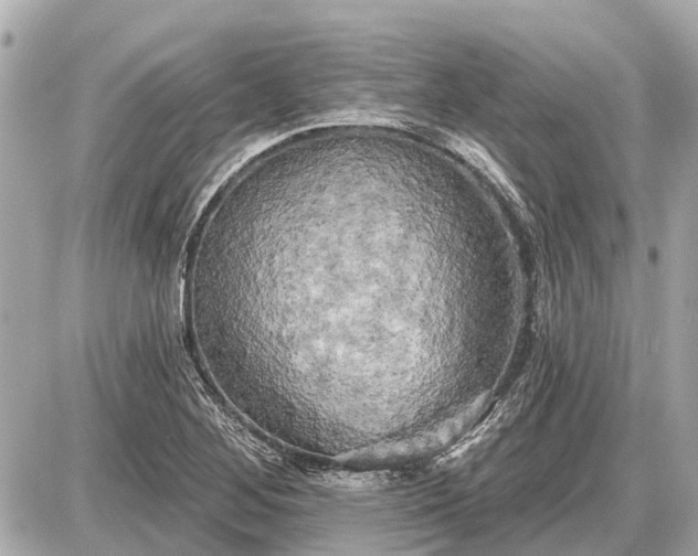 X0000087531268200705041228