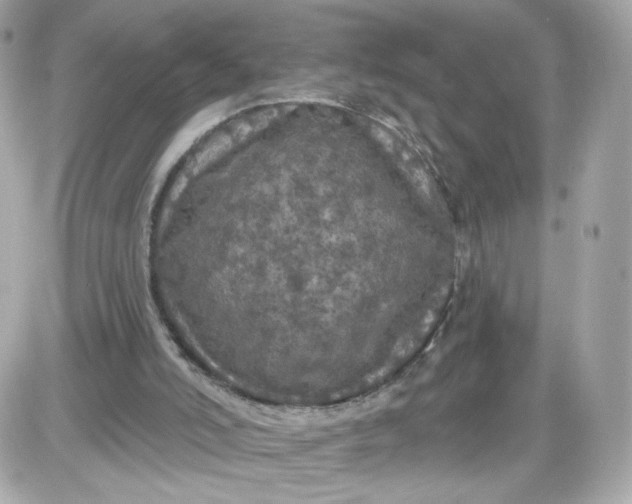 X0000087530006200705112043