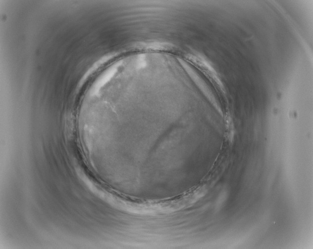 X0000087530012200705112043