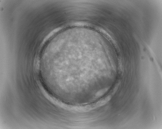 X0000087530016200705112043