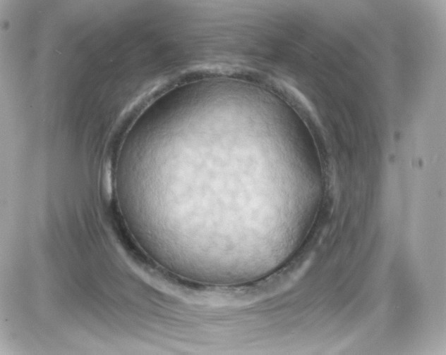 X0000087530020200705112043