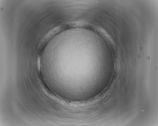 X0000087530022200705112043