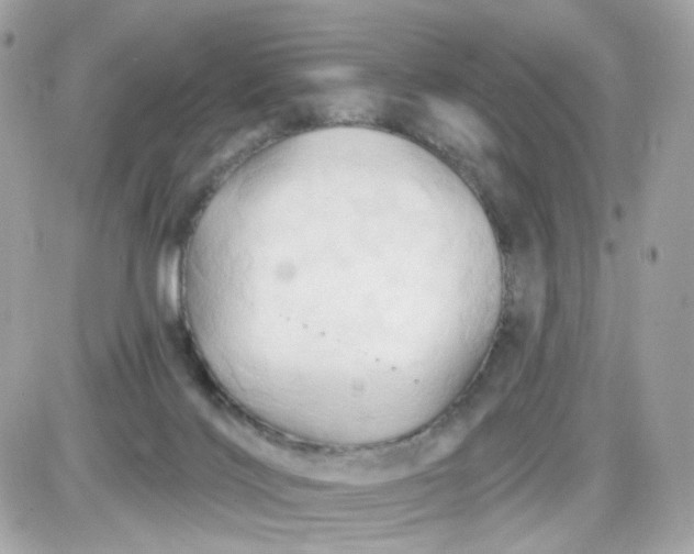 X0000087530028200705112042