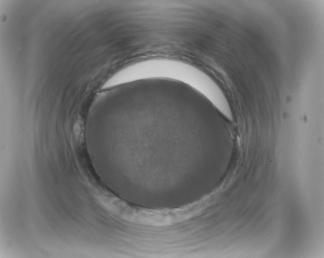 X0000087530029200705112042