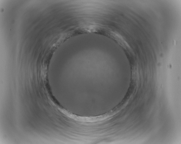 X0000087530030200705112042