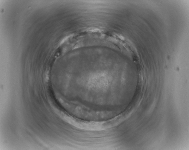 X0000087530032200705112042