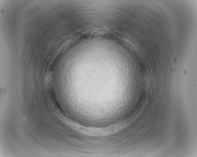 X0000087530034200705112042