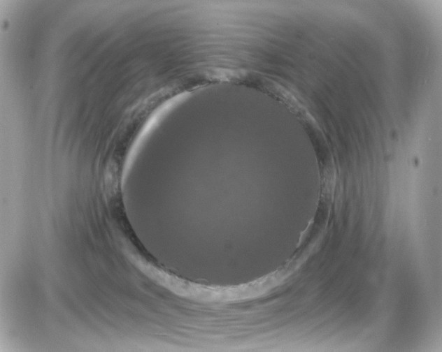 X0000087530043200705112042