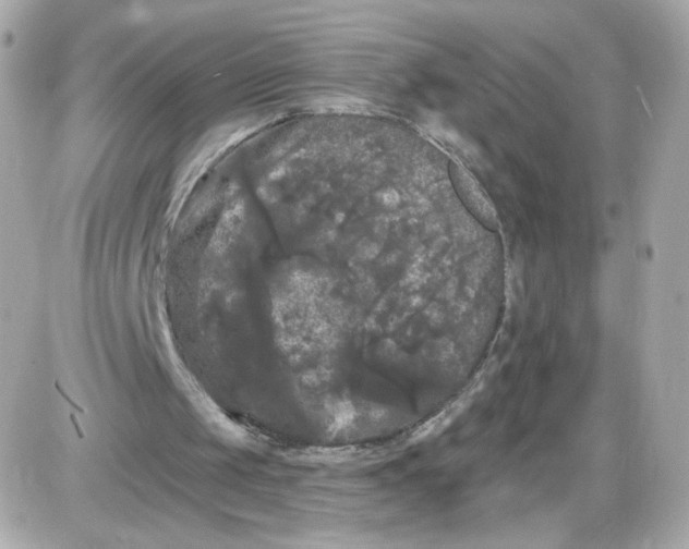 X0000087530049200705112041