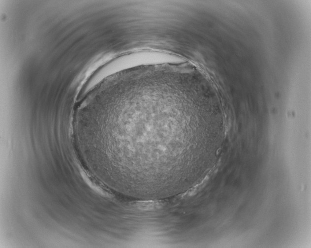 X0000087530050200705112041