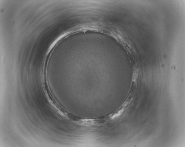 X0000087530052200705112041