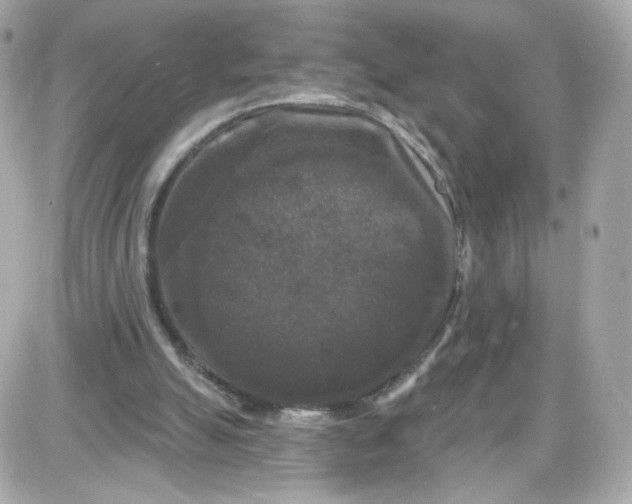 X0000087530055200705112041