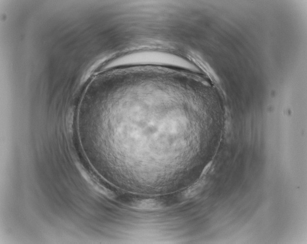 X0000087530058200705112041