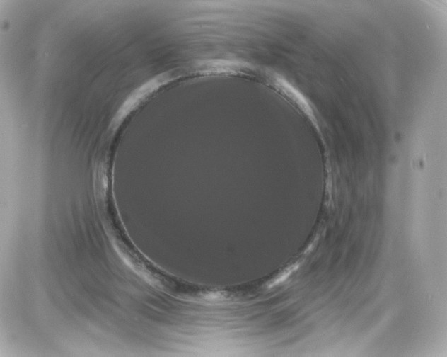 X0000087530059200705112041