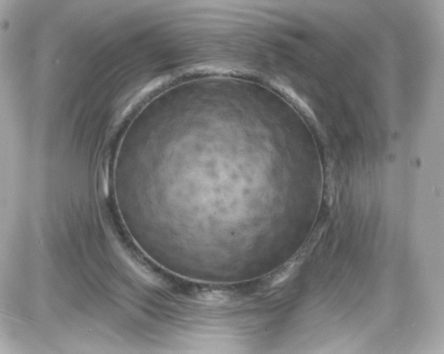 X0000087530062200705112042