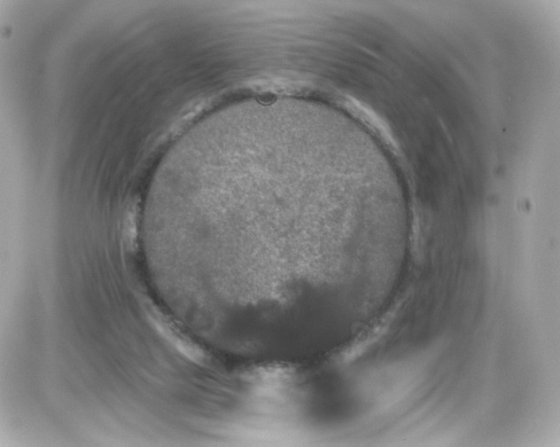 X0000087530065200705112042