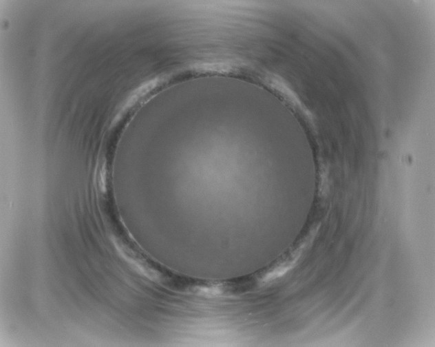 X0000087530068200705112042