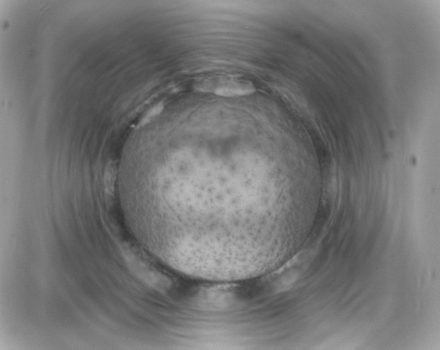 X0000087530078200705112042