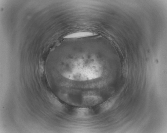 X0000087530085200705112042