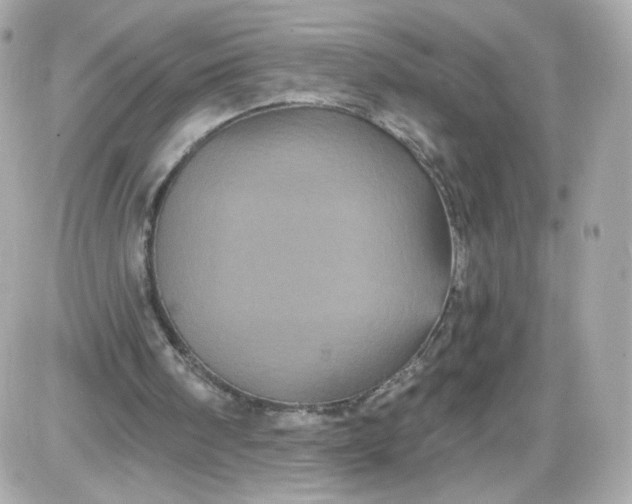 X0000087530098200705112041