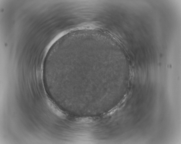 X0000087530100200705112041