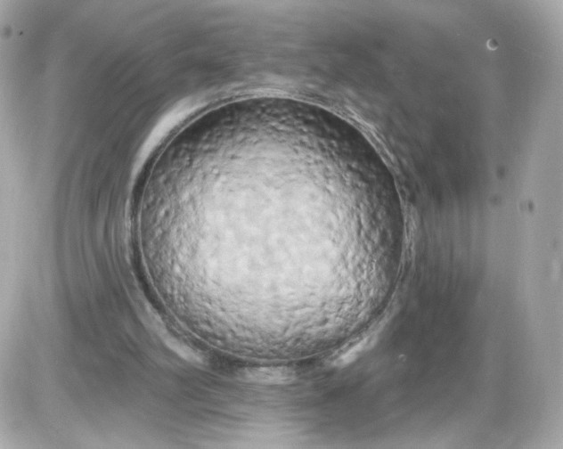 X0000087530102200705112041