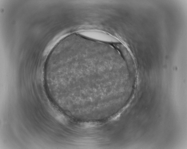 X0000087530103200705112041