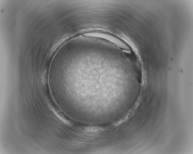 X0000087530105200705112041