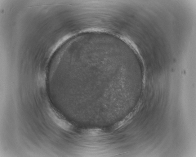 X0000087530108200705112041