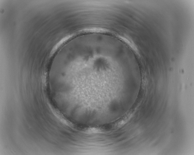 X0000087530111200705112041