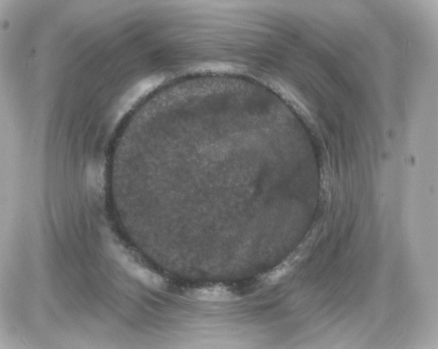 X0000087530112200705112041