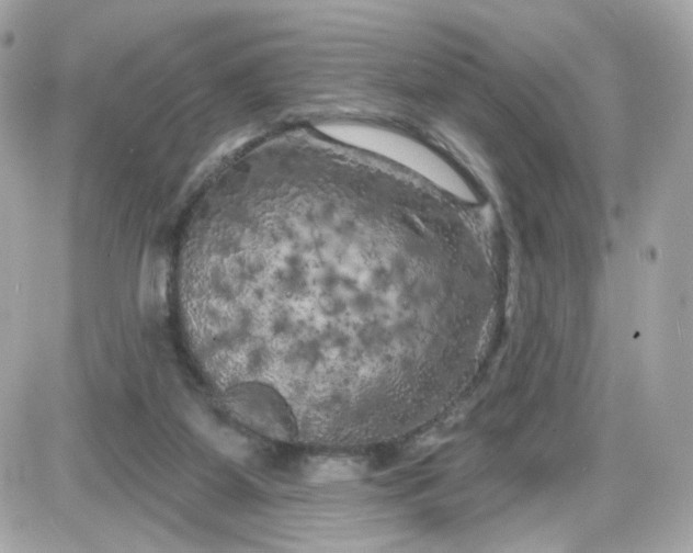 X0000087530115200705112041