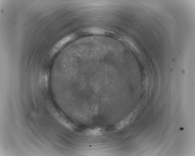 X0000087530120200705112041