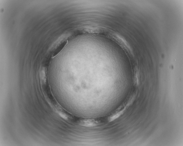 X0000087530121200705112041