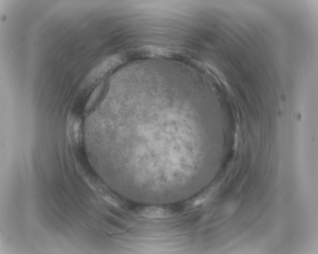 X0000087530123200705112041