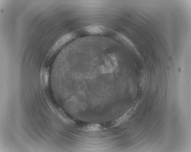 X0000087530124200705112041