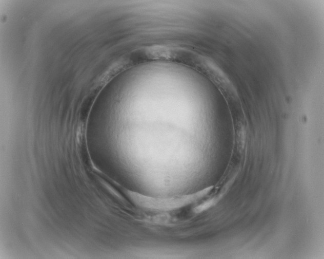 X0000087530125200705112041