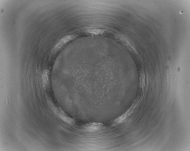 X0000087530128200705112041