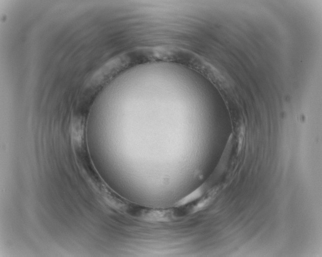 X0000087530129200705112041