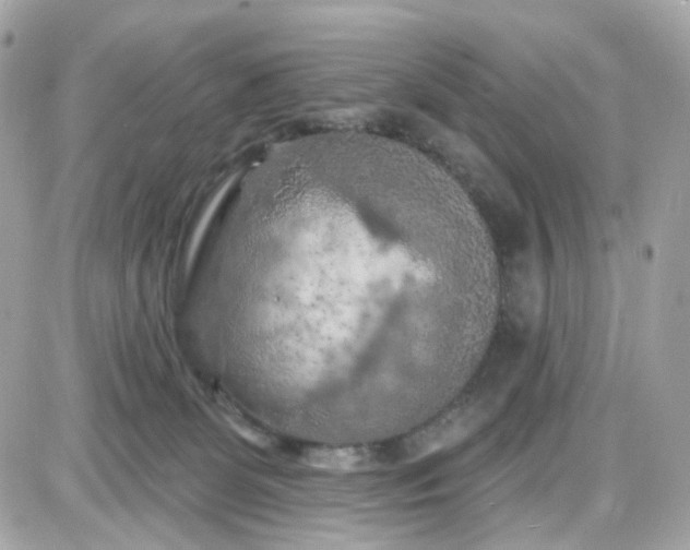 X0000087530131200705112041