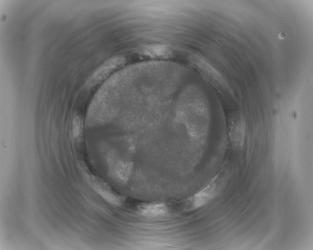 X0000087530132200705112041