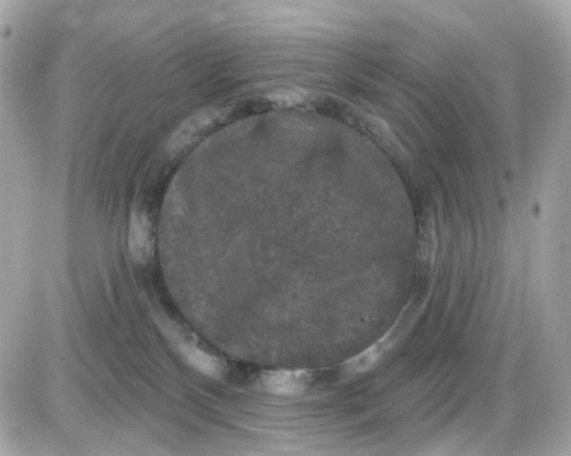 X0000087530136200705112041