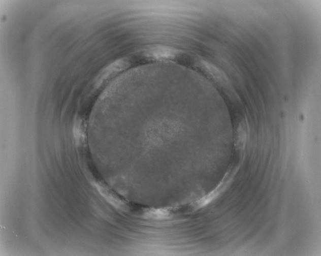 X0000087530140200705112041